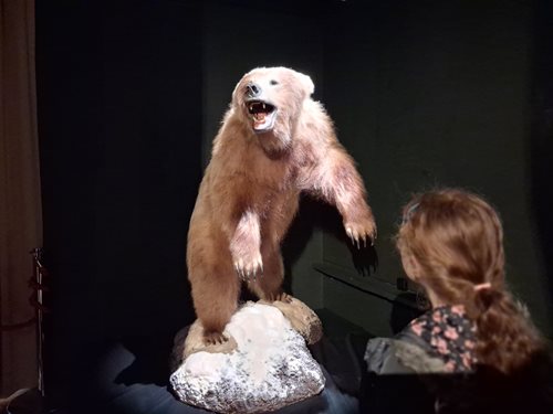 fionadbear.jpg