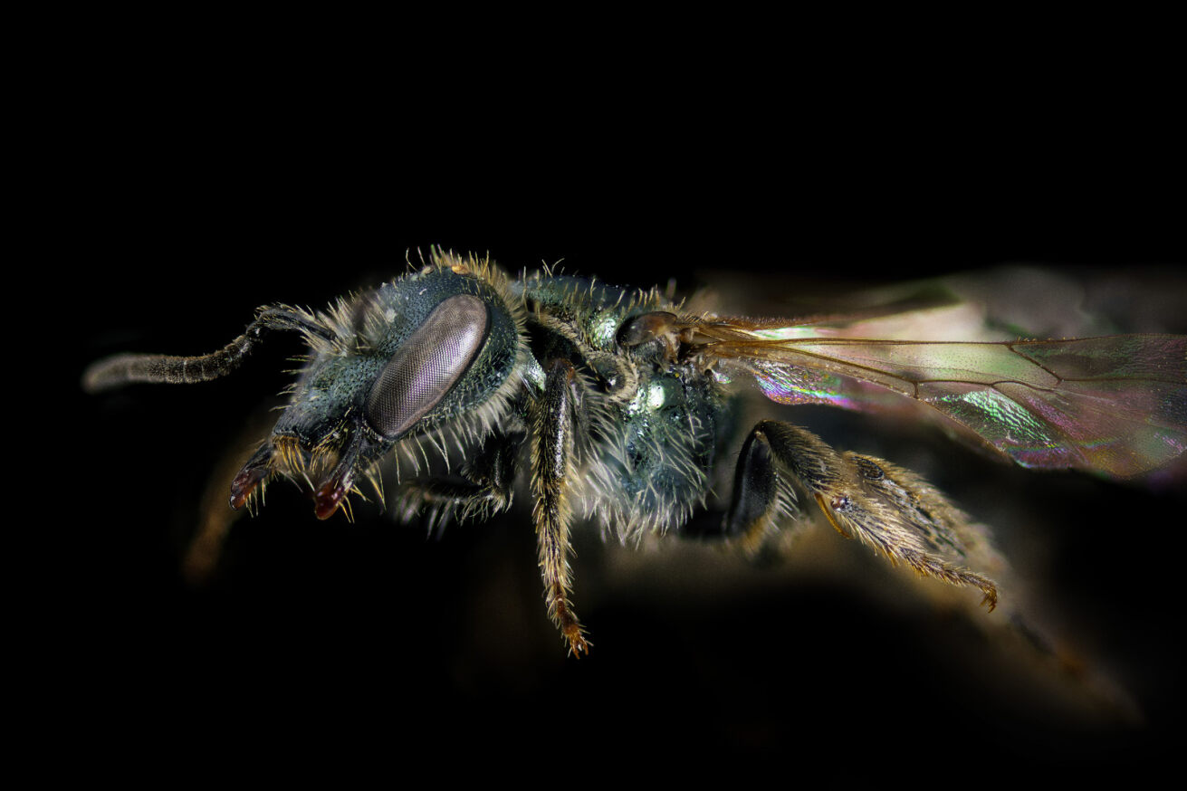 The Turquoise Furrow Bee