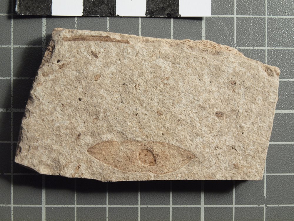 Collection of Fossils