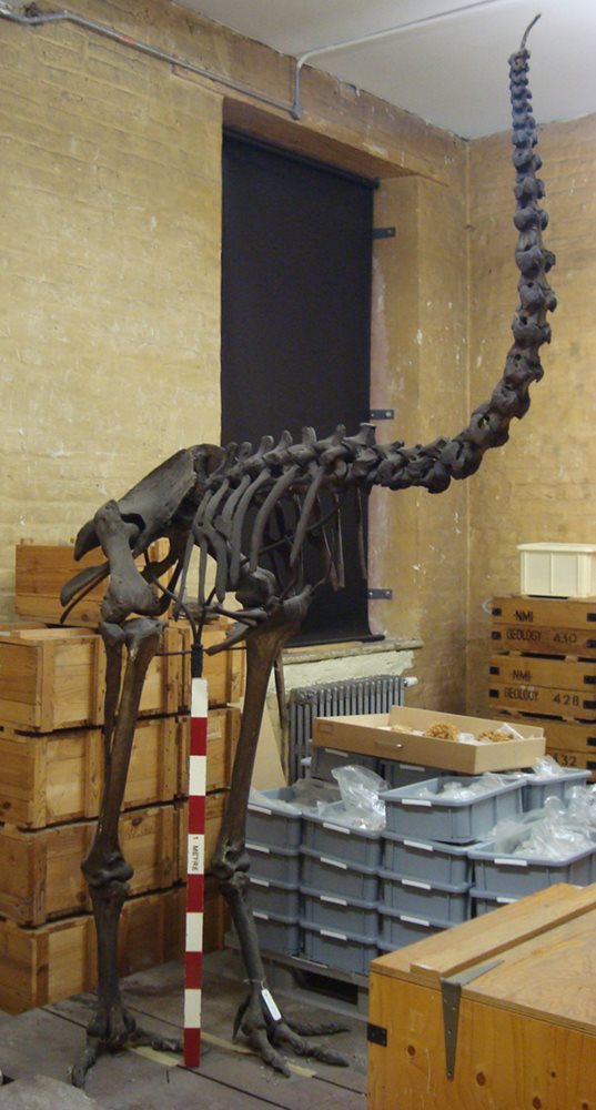 Extinct Moa Bird from New Zealand