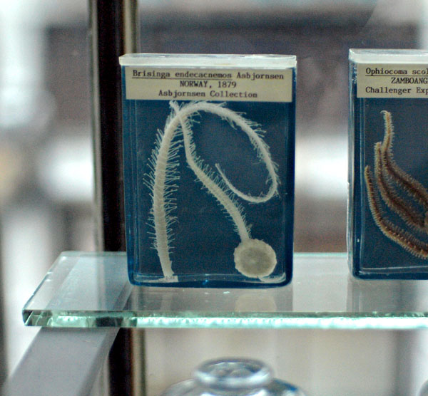 Norwegian Deep Water Starfish