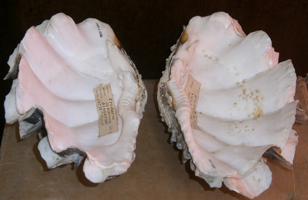 Giant Clam from Singapore