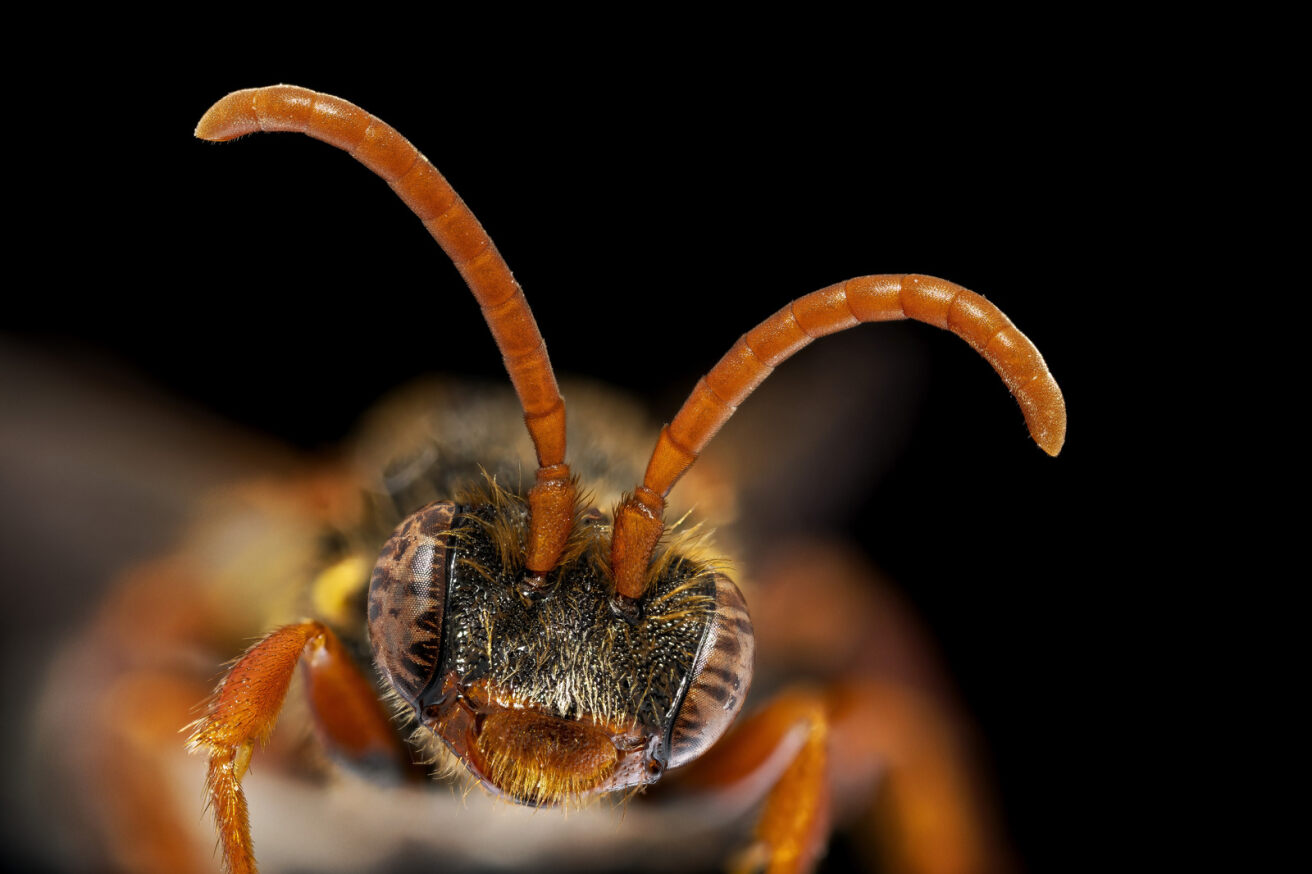 Marsham’s Nomad Bee 