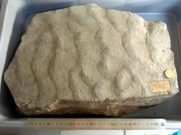 Impressions on Ancient Shore